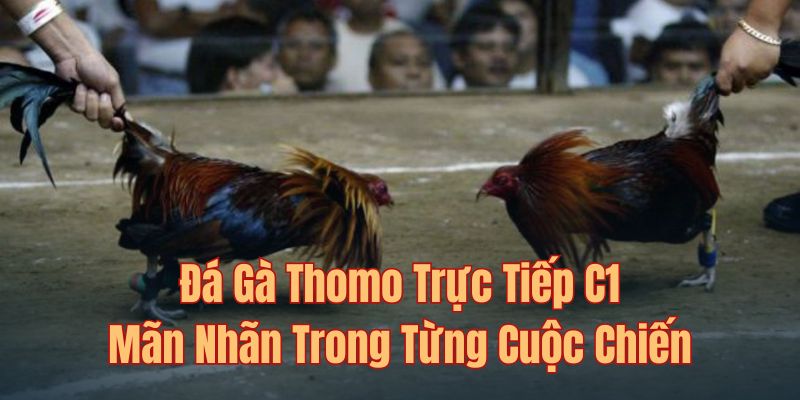Đá gà Thomo trực tiếp C1