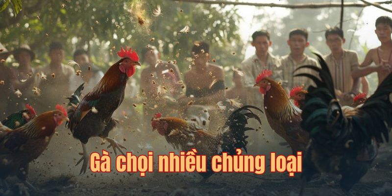 Chiến kê gà tre thi đấu sắc sảo trên sân